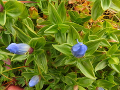 Gentiana platypetala