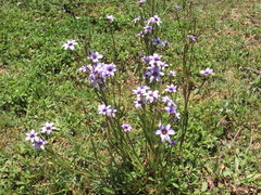 Sisyrinchium platense