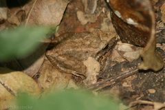 Craugastor fitzingeri