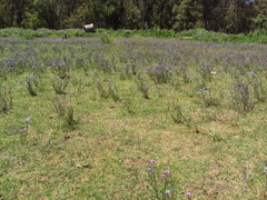 Sisyrinchium platense