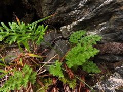 Cryptogramma sitchensis