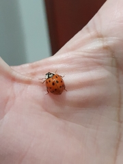 Harmonia axyridis