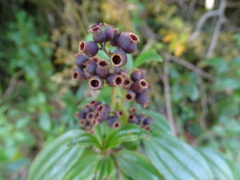 Miconia crocea