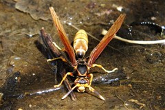Polistes comanchus comanchus