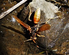 Polistes comanchus comanchus