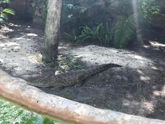 Crocodylia