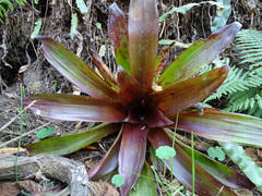 Werauhia