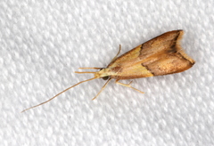 Crocanthes prasinopis