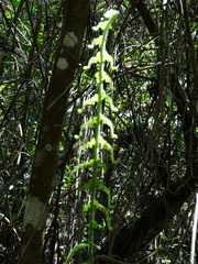 Blechnum novae-zelandiae