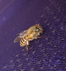 Apis cerana