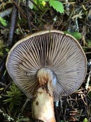 Cortinarius glaucopus