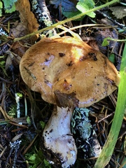 Cortinarius glaucopus