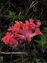 Ramaria araiospora