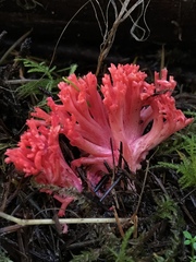 Ramaria araiospora
