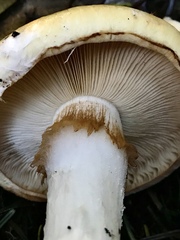 Cortinarius albofragrans