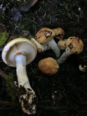 Cortinarius albofragrans
