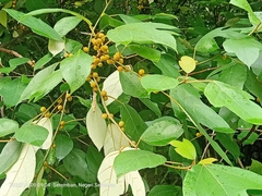 Ficus