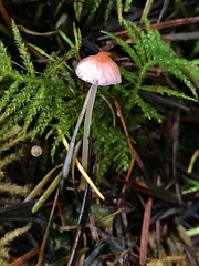 Mycena rosella