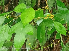 Ficus