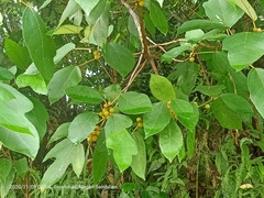 Ficus