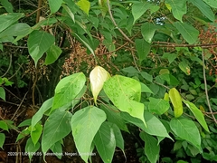 Angiospermae