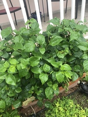 Magnoliopsida
