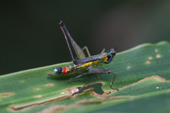 Eumastacidae