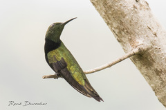 Anthracothorax dominicus