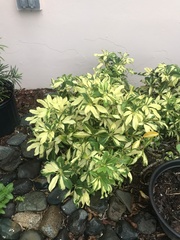 Heptapleurum arboricola