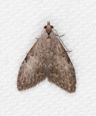 Nola pleurosema