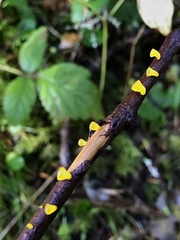 Heterotextus luteus