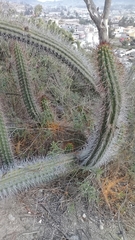 Borzicactus sepium
