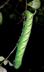 Manduca rustica rustica