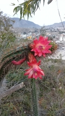 Borzicactus sepium