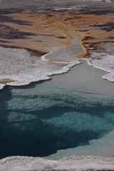 Archaea