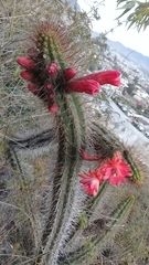 Borzicactus sepium