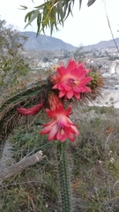 Borzicactus sepium