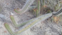 Borzicactus sepium