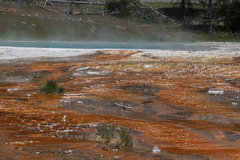 Archaea