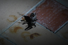 Sphaenognathus feisthamelii