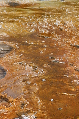 Archaea