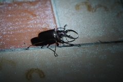 Sphaenognathus feisthamelii