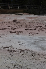 Archaea