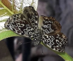 Cycloglypha thrasibulus