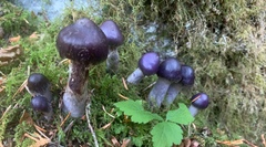 Cortinarius subpurpureus