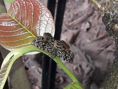 Cycloglypha thrasibulus