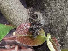 Cycloglypha thrasibulus