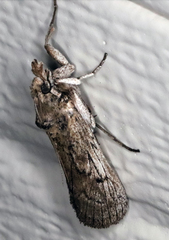 Melitara subumbrella