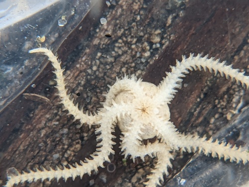 Dwarf Brittle Star