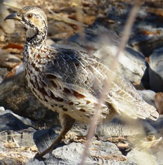 Scleroptila gutturalis